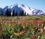Meadow_Mountain